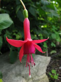 Fuchsia Mephisto 04