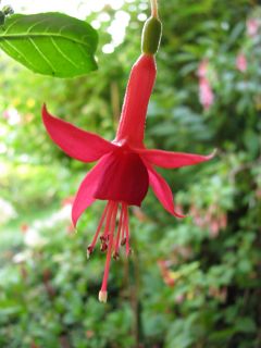 Fuchsia Mephisto 05