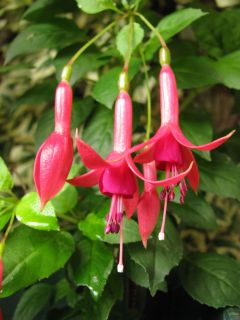 Fuchsia Mephisto 06