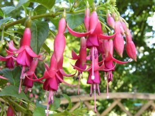 Fuchsia Mephisto 07