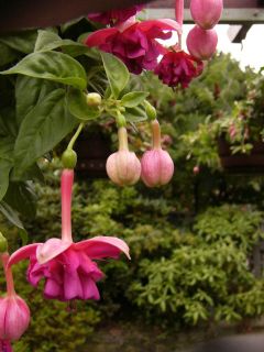 Fuchsia Mien van Oirschot 01