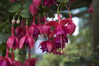 Fuchsia Mien van Oirschot 02