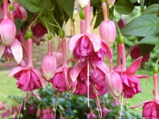 Fuchsia Mien van Oirschot 03