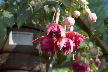 Fuchsia Mien van Oirschot 04