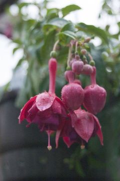 Fuchsia Mien van Oirschot 05