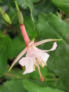 Fuchsia Miep Aalhuizen 01