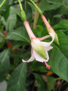 Fuchsia Miep Aalhuizen 02