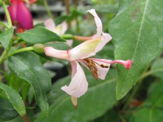 Fuchsia Miep Aalhuizen 04