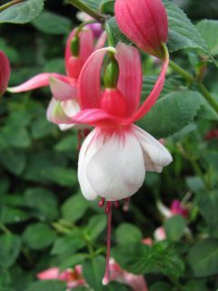 Fuchsia Mimi Kubischta 01