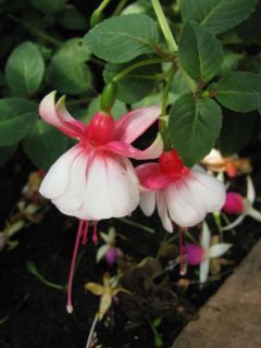 Fuchsia Mimi Kubischta 02