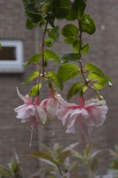 Fuchsia Miss Leucadia 01