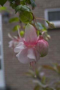 Fuchsia Miss Leucadia 02