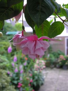 Fuchsia Miss Leucadia 03