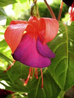 Fuchsia Mission Bells 01