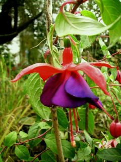 Fuchsia Mission Bells 02