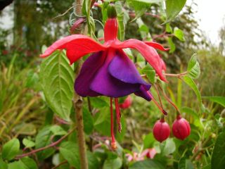 Fuchsia Mission Bells 03