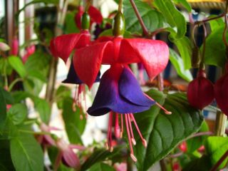 Fuchsia Mission Bells 04