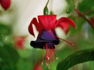 Fuchsia Mission Bells 05