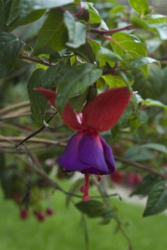 Fuchsia Mission Bells 07