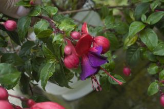 Fuchsia Mission Bells 08