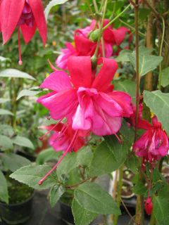 Fuchsia Mitsou 01