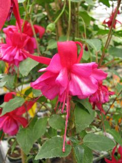 Fuchsia Mitsou 02