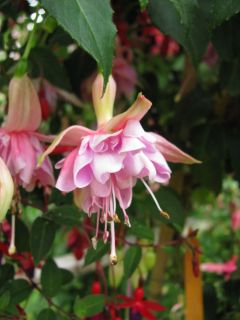 Fuchsia Miva 01