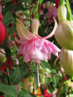 Fuchsia Miva 02