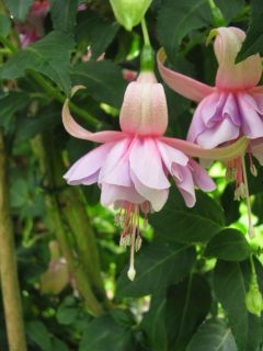 Fuchsia Miva 03