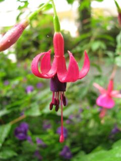 Fuchsia Moi non Plus 01