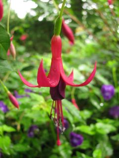 Fuchsia Moi non Plus 02