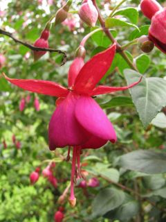 Fuchsia Monsieur Thibaut 03