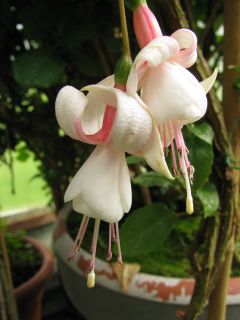 Fuchsia Montalba 01