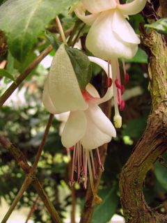 Fuchsia Montalba 02