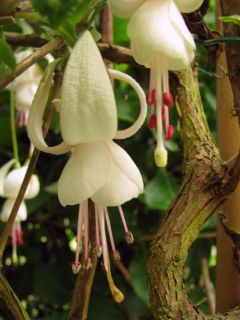 Fuchsia Montalba 03