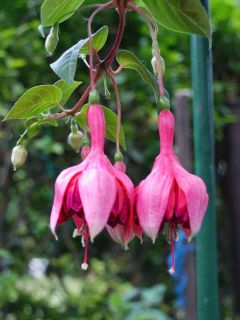 Fuchsia Montezuma 01