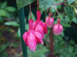 Fuchsia Montezuma 02