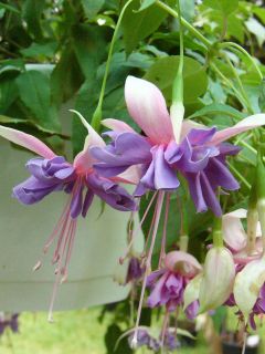 Fuchsia Moonraker 01