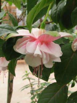 Fuchsia Moyra 01