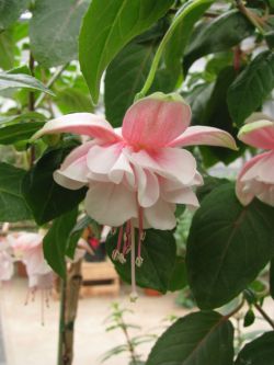 Fuchsia Moyra 02