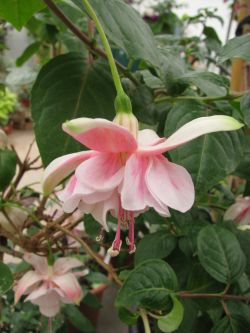 Fuchsia Moyra 03