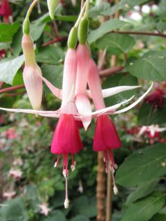 Fuchsia Mrs. Lovell Swisher 01