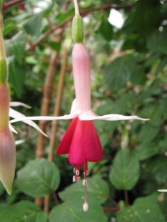 Fuchsia Mrs. Lovell Swisher 02