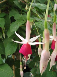 Fuchsia Mrs. Lovell Swisher 03