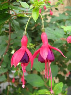 Fuchsia Mrs. Popple 01