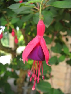 Fuchsia Mrs. Popple 02