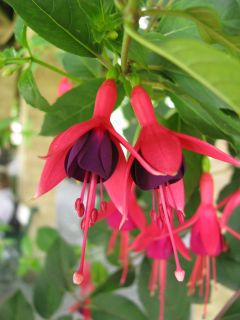 Fuchsia Mrs. Popple 03