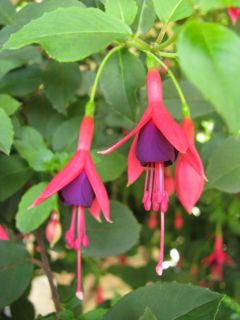 Fuchsia Mrs. Popple 04