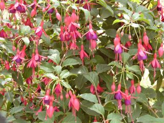 Fuchsia Mrs. Popple 05