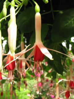 Fuchsia Mrs. W. Rundle 02